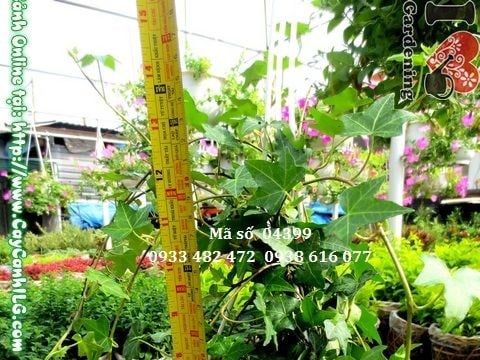 Cây Thường Xuân – Ý Nghĩa, Cách Chăm Sóc & Mua Bán Sỉ Lẻ Giá Tốt Tại TP.HCM