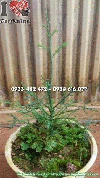 Cây Thủy Tùng – Ý Nghĩa, Cách Chăm Sóc & Mua Bán Sỉ Lẻ Giá Tốt Tại TP.HCM