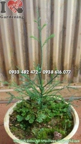 Cây Thủy Tùng – Ý Nghĩa, Cách Chăm Sóc & Mua Bán Sỉ Lẻ Giá Tốt Tại TP.HCM