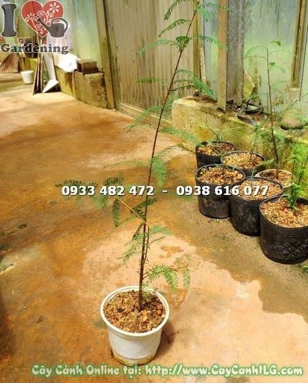 Cây Thủy Tùng – Ý Nghĩa, Cách Chăm Sóc & Mua Bán Sỉ Lẻ Giá Tốt Tại TP.HCM