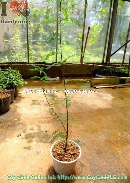Cây Thủy Tùng – Ý Nghĩa, Cách Chăm Sóc & Mua Bán Sỉ Lẻ Giá Tốt Tại TP.HCM