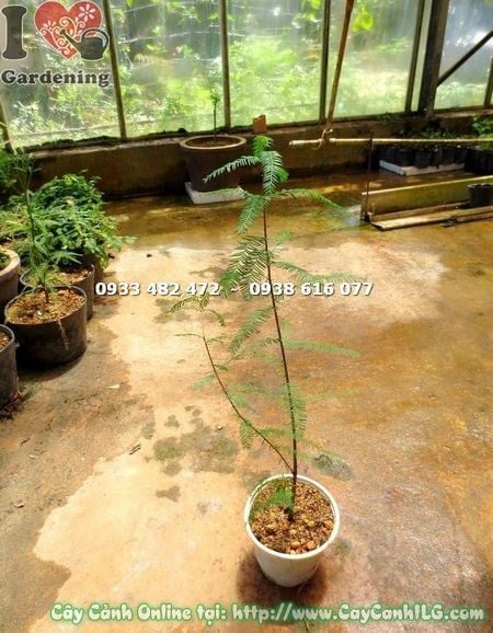 Cây Thủy Tùng – Ý Nghĩa, Cách Chăm Sóc & Mua Bán Sỉ Lẻ Giá Tốt Tại TP.HCM