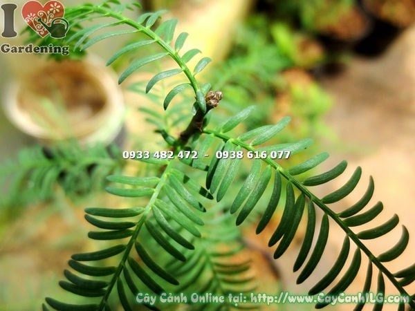 Cây Thủy Tùng – Ý Nghĩa, Cách Chăm Sóc & Mua Bán Sỉ Lẻ Giá Tốt Tại TP.HCM