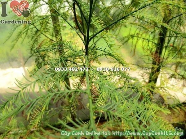 Cây Thủy Tùng – Ý Nghĩa, Cách Chăm Sóc & Mua Bán Sỉ Lẻ Giá Tốt Tại TP.HCM