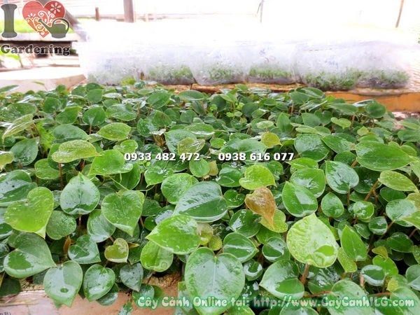 Cây Tiểu Hồng Môn – Ý Nghĩa, Cách Chăm Sóc & Mua Bán Sỉ Lẻ Giá Tốt Tại TP.HCM
