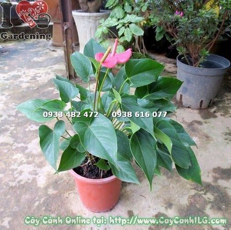 Cây Tiểu Hồng Môn – Ý Nghĩa, Cách Chăm Sóc & Mua Bán Sỉ Lẻ Giá Tốt Tại TP.HCM