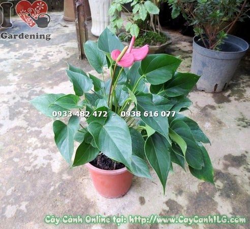 Cây Tiểu Hồng Môn – Ý Nghĩa, Cách Chăm Sóc & Mua Bán Sỉ Lẻ Giá Tốt Tại TP.HCM