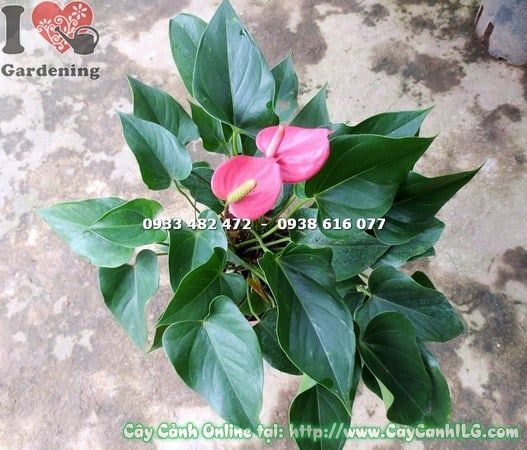Cây Tiểu Hồng Môn – Ý Nghĩa, Cách Chăm Sóc & Mua Bán Sỉ Lẻ Giá Tốt Tại TP.HCM