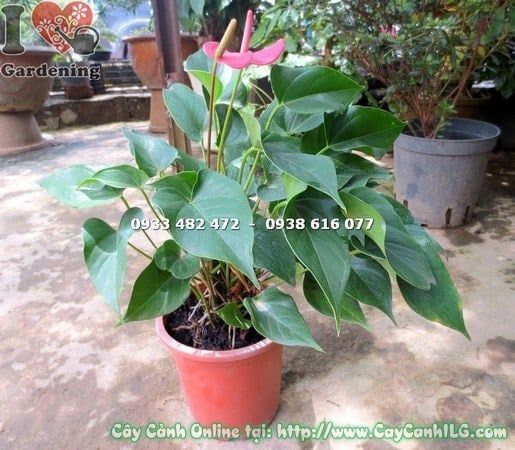 Cây Tiểu Hồng Môn – Ý Nghĩa, Cách Chăm Sóc & Mua Bán Sỉ Lẻ Giá Tốt Tại TP.HCM