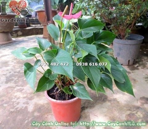 Cây Tiểu Hồng Môn – Ý Nghĩa, Cách Chăm Sóc & Mua Bán Sỉ Lẻ Giá Tốt Tại TP.HCM