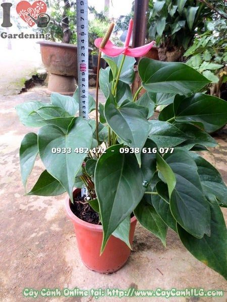 Cây Tiểu Hồng Môn – Ý Nghĩa, Cách Chăm Sóc & Mua Bán Sỉ Lẻ Giá Tốt Tại TP.HCM