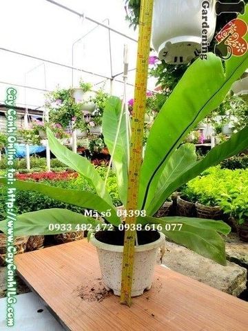 Cây Tổ Điểu – Ý Nghĩa, Cách Chăm Sóc & Mua Bán Sỉ Lẻ Giá Tốt Tại TP.HCM