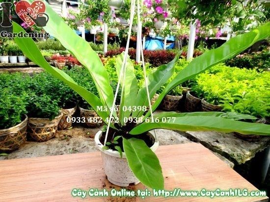 Cây Tổ Điểu – Ý Nghĩa, Cách Chăm Sóc & Mua Bán Sỉ Lẻ Giá Tốt Tại TP.HCM