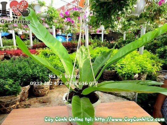 Cây Tổ Điểu – Ý Nghĩa, Cách Chăm Sóc & Mua Bán Sỉ Lẻ Giá Tốt Tại TP.HCM