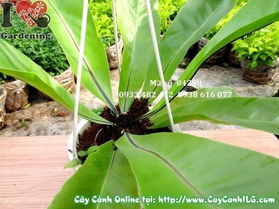 Cây Tổ Điểu – Ý Nghĩa, Cách Chăm Sóc & Mua Bán Sỉ Lẻ Giá Tốt Tại TP.HCM