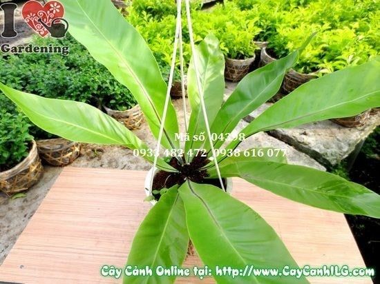 Cây Tổ Điểu – Ý Nghĩa, Cách Chăm Sóc & Mua Bán Sỉ Lẻ Giá Tốt Tại TP.HCM