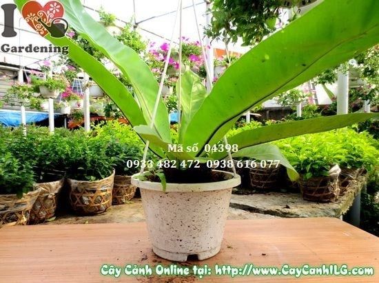 Cây Tổ Điểu – Ý Nghĩa, Cách Chăm Sóc & Mua Bán Sỉ Lẻ Giá Tốt Tại TP.HCM