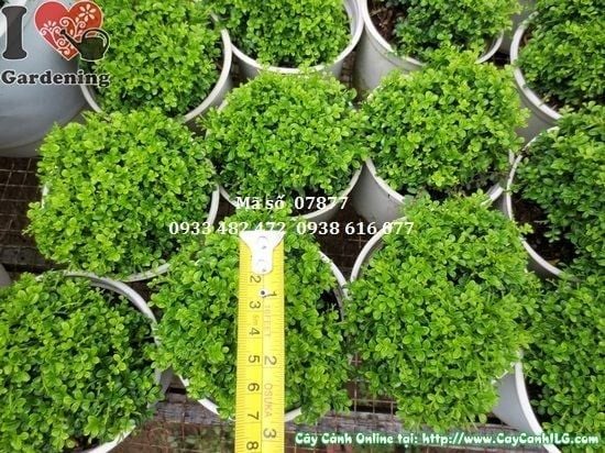 Cây Toàn Cầu – Ý Nghĩa, Cách Chăm Sóc & Mua Bán Sỉ Lẻ Giá Tốt Tại TP.HCM
