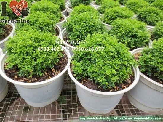 Cây Toàn Cầu – Ý Nghĩa, Cách Chăm Sóc & Mua Bán Sỉ Lẻ Giá Tốt Tại TP.HCM