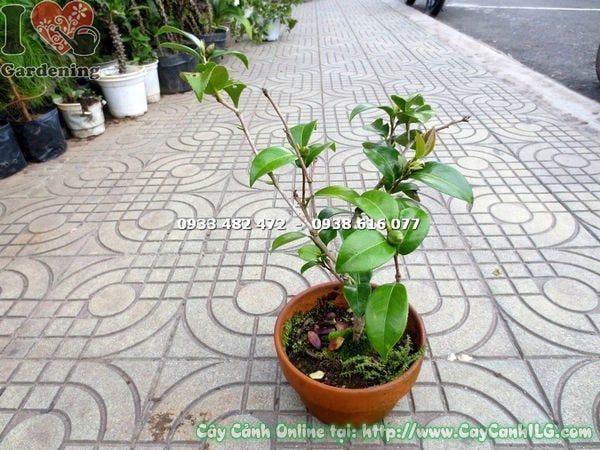 Cây Trà Mi – Ý Nghĩa, Cách Chăm Sóc & Mua Bán Sỉ Lẻ Giá Tốt Tại TP.HCM