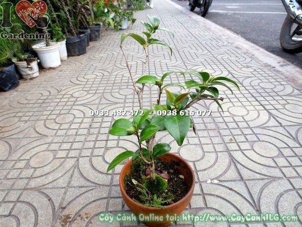 Cây Trà Mi – Ý Nghĩa, Cách Chăm Sóc & Mua Bán Sỉ Lẻ Giá Tốt Tại TP.HCM