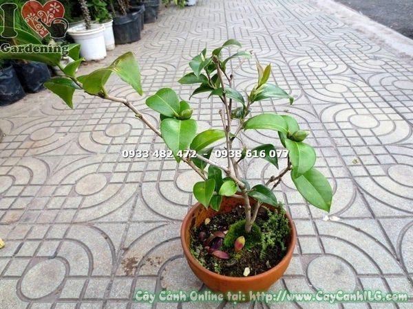 Cây Trà Mi – Ý Nghĩa, Cách Chăm Sóc & Mua Bán Sỉ Lẻ Giá Tốt Tại TP.HCM