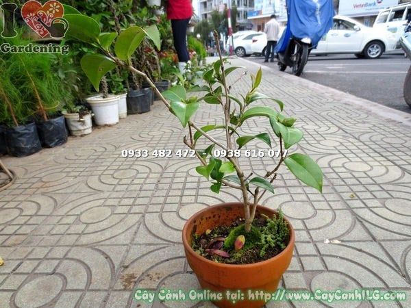 Cây Trà Mi – Ý Nghĩa, Cách Chăm Sóc & Mua Bán Sỉ Lẻ Giá Tốt Tại TP.HCM