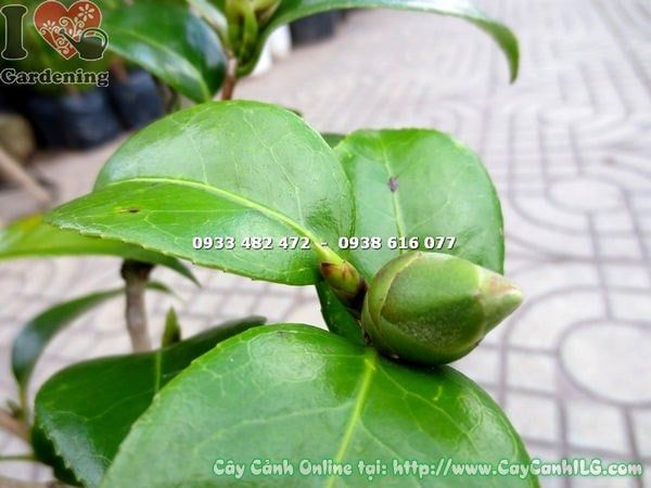 Cây Trà Mi – Ý Nghĩa, Cách Chăm Sóc & Mua Bán Sỉ Lẻ Giá Tốt Tại TP.HCM