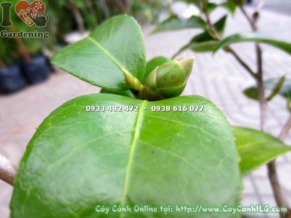 Cây Trà Mi – Ý Nghĩa, Cách Chăm Sóc & Mua Bán Sỉ Lẻ Giá Tốt Tại TP.HCM