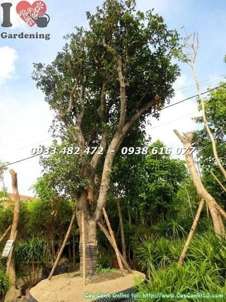 Cây Mộc Hương – Ý Nghĩa, Cách Chăm Sóc & Mua Bán Sỉ Lẻ Giá Tốt Tại TP.HCM