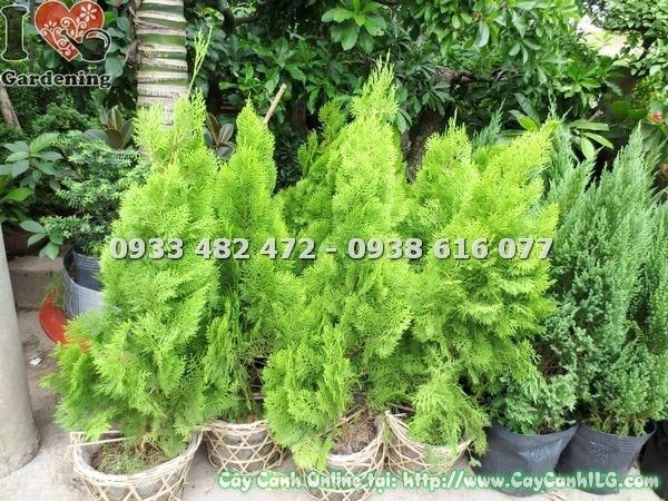 Cây Trắc Bách Diệp – Ý Nghĩa, Cách Chăm Sóc & Mua Bán Sỉ Lẻ Giá Tốt Tại TP.HCM