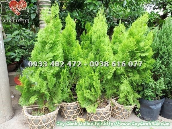Cây Trắc Bách Diệp – Ý Nghĩa, Cách Chăm Sóc & Mua Bán Sỉ Lẻ Giá Tốt Tại TP.HCM