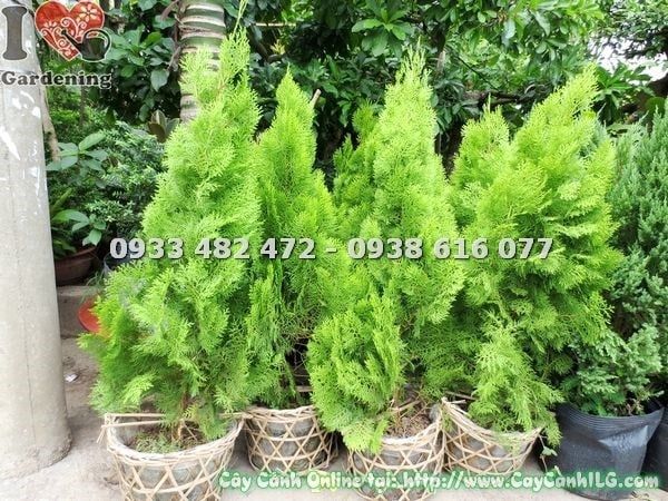 Cây Trắc Bách Diệp – Ý Nghĩa, Cách Chăm Sóc & Mua Bán Sỉ Lẻ Giá Tốt Tại TP.HCM