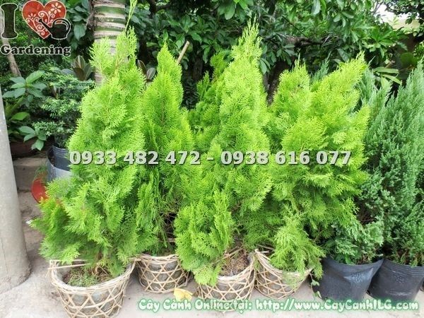 Cây Trắc Bách Diệp – Ý Nghĩa, Cách Chăm Sóc & Mua Bán Sỉ Lẻ Giá Tốt Tại TP.HCM