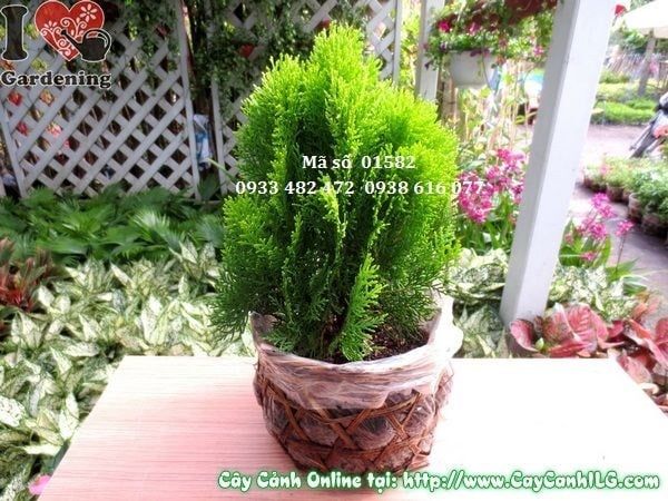 Cây Trắc Bách Diệp – Ý Nghĩa, Cách Chăm Sóc & Mua Bán Sỉ Lẻ Giá Tốt Tại TP.HCM