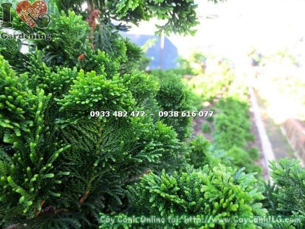 Cây Trắc Xoắn – Ý Nghĩa, Cách Chăm Sóc & Mua Bán Sỉ Lẻ Giá Tốt Tại TP.HCM