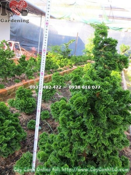 Cây Trắc Xoắn – Ý Nghĩa, Cách Chăm Sóc & Mua Bán Sỉ Lẻ Giá Tốt Tại TP.HCM