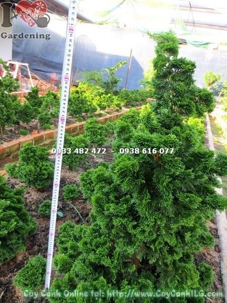 Cây Trắc Xoắn – Ý Nghĩa, Cách Chăm Sóc & Mua Bán Sỉ Lẻ Giá Tốt Tại TP.HCM