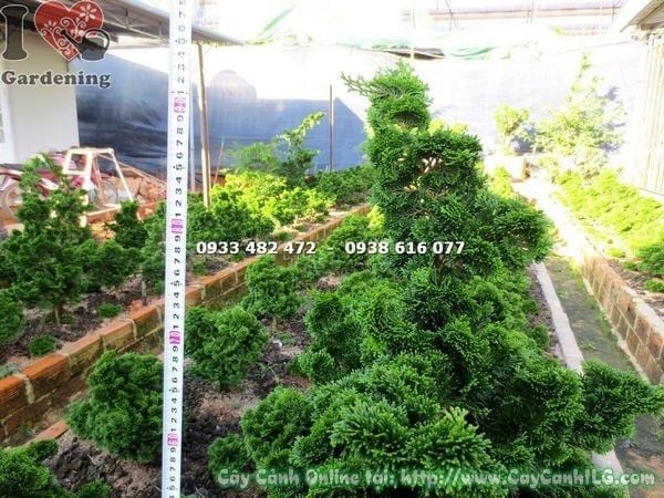 Cây Trắc Xoắn – Ý Nghĩa, Cách Chăm Sóc & Mua Bán Sỉ Lẻ Giá Tốt Tại TP.HCM