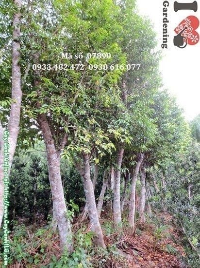 Cây Trầm Hương – Ý Nghĩa, Cách Chăm Sóc & Mua Bán Sỉ Lẻ Giá Tốt Tại TP.HCM