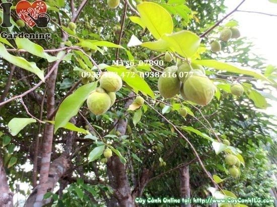 Cây Trầm Hương – Ý Nghĩa, Cách Chăm Sóc & Mua Bán Sỉ Lẻ Giá Tốt Tại TP.HCM