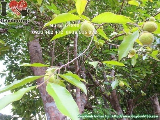 Cây Trầm Hương – Ý Nghĩa, Cách Chăm Sóc & Mua Bán Sỉ Lẻ Giá Tốt Tại TP.HCM