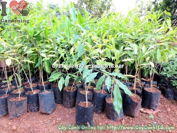 Cây Trầm Hương – Ý Nghĩa, Cách Chăm Sóc & Mua Bán Sỉ Lẻ Giá Tốt Tại TP.HCM
