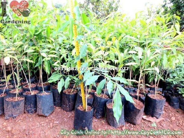 Cây Trầm Hương – Ý Nghĩa, Cách Chăm Sóc & Mua Bán Sỉ Lẻ Giá Tốt Tại TP.HCM