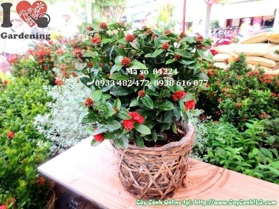 Cây Trang Sen – Ý Nghĩa, Cách Chăm Sóc & Mua Bán Sỉ Lẻ Giá Tốt Tại TP.HCM