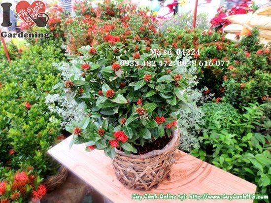 Cây Trang Sen – Ý Nghĩa, Cách Chăm Sóc & Mua Bán Sỉ Lẻ Giá Tốt Tại TP.HCM