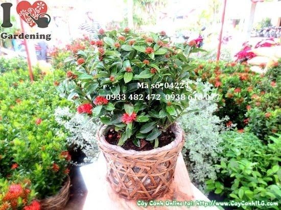 Cây Trang Sen – Ý Nghĩa, Cách Chăm Sóc & Mua Bán Sỉ Lẻ Giá Tốt Tại TP.HCM
