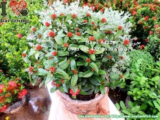 Cây Trang Sen – Ý Nghĩa, Cách Chăm Sóc & Mua Bán Sỉ Lẻ Giá Tốt Tại TP.HCM