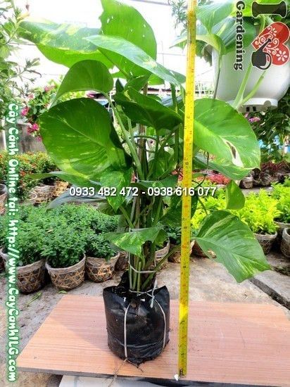 Cây Trầu Bà – Ý Nghĩa, Cách Chăm Sóc & Mua Bán Sỉ Lẻ Giá Tốt Tại TP.HCM