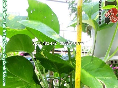 Cây Trầu Bà – Ý Nghĩa, Cách Chăm Sóc & Mua Bán Sỉ Lẻ Giá Tốt Tại TP.HCM